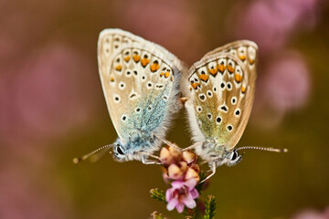 the thousand-eyed butterflies on the flowers