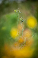 the thousand-eyed butterflies on the flowers