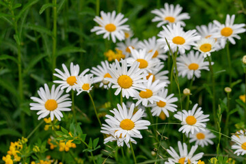 Fototapeta premium Daisies among the green grass in the meadow.