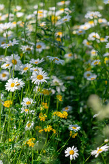Fototapeta premium Daisies among the green grass in the meadow.