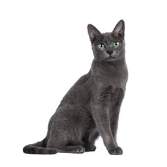 Young silver tipped Korat cat, sitting side ways. Looking towards camera with bright green eyes....