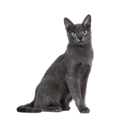 Foto auf Leinwand Young silver tipped Korat cat, sitting side ways. Looking towards camera with bright green eyes. Isolated cutout on a transparent background. © Nynke