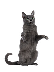 Young silver tipped Korat cat, standing in dancing pose on hind paws. Looking towards camera with bright green eyes and attitude. Isolated on a white background.