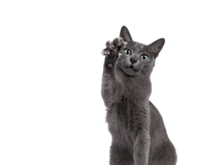 Head shot of young silver tipped Korat cat, stretching paw towards camera showing nails. Looking towards camera with bright green eyes and attitude. Isolated on a white background.