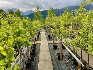 Rows of different fruit trees in nursery.