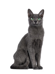 Young silver tipped Korat cat, sitting up like statue. Looking towards camera with bright green...
