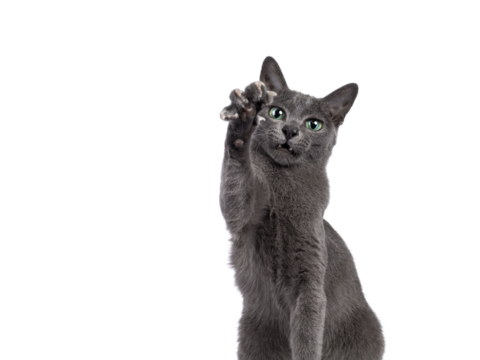 Head shot of young silver tipped Korat cat, stretching paw towards camera showing nails. Looking towards camera with bright green eyes and attitude. Isolated on a white background.