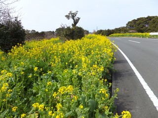 道路沿いの何花畑