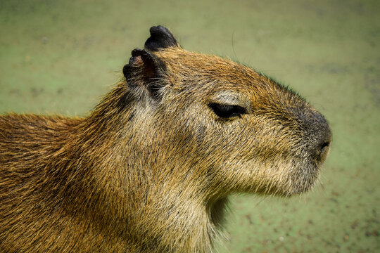 Capibara Bilder Durchsuchen 13,826 Archivfotos, und