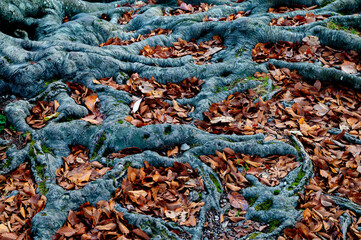 Detail of roots of big tree in Plitvice Lakes National Park during colorful autumn, Croatia, Europe. Fall colors. Waterfalls and water. Landscape photography. View of Plitvicka Jezera.
