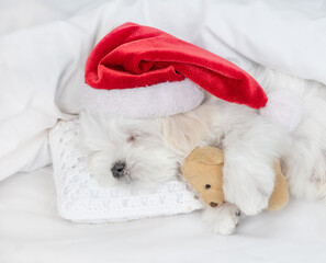 Cute Lapdog puppy wearing red santa hat sleeps and hugs toy bear under white blanket at home. Top...