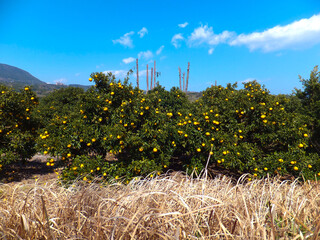 伊豆半島　ミカン畑の春