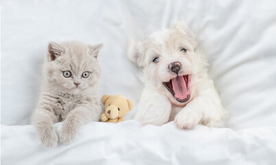 Cute kitten and happy Bichon Frise puppy lying together under  white blanket on a bed at home. Top down view