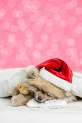 Cute Pomeranian spitz puppy wearing santa hat sleeps with toy bear under white blanket on festive background. Empty space for text. Shade trendy color of the year 2023 - Viva Magenta background