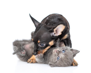 Playful Toy terrier puppy hugs gray kitten.  isolated on white background