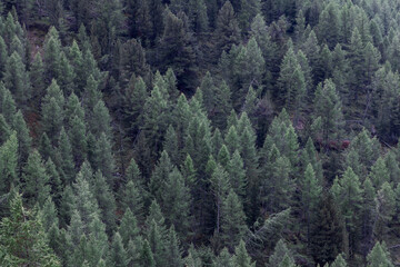 Background of dense green forest of standing and fallen pine trees on the mountainside, view from above. Aosta Valley, Italy