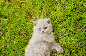 Naklejka na ściany i meble Cute kitten lying on its back on summer green grass. Top down view