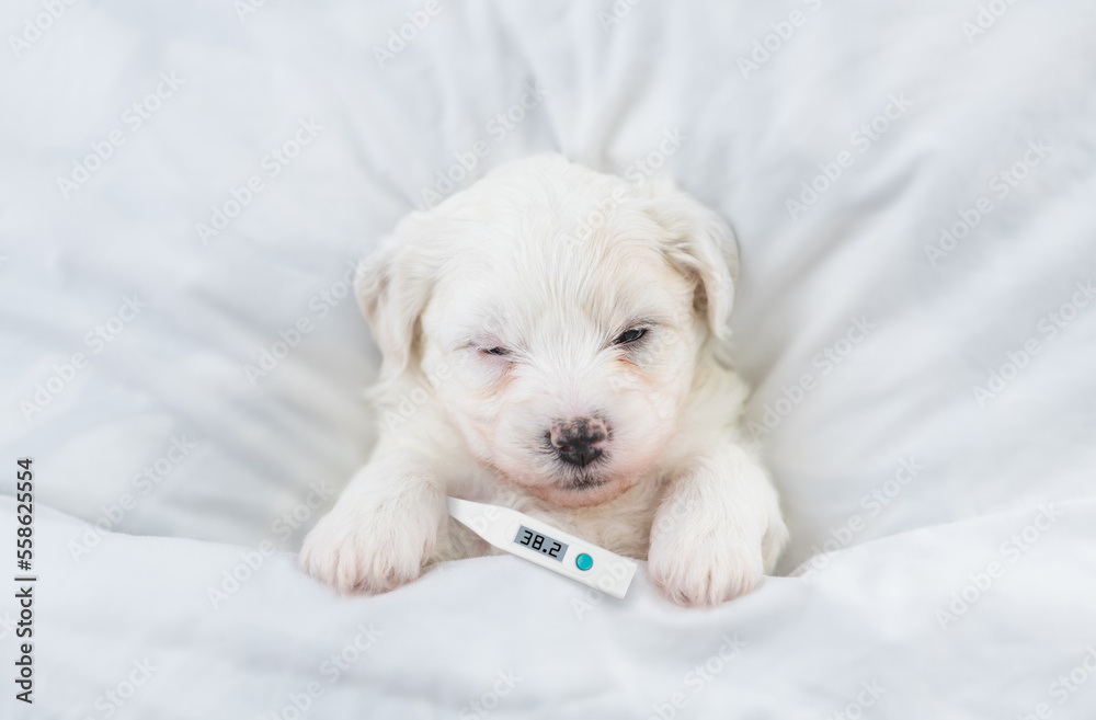 Poster tiny bichon frise puppy sleeps with a thermometer under it paw covered white blanket on a bed at hom