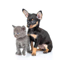 Toy terrier puppy and tiny kitten sit and look away together.  isolated on white background