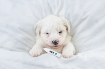 Tiny Bichon Frise puppy sleeps with a thermometer under it paw covered white blanket on a bed at...