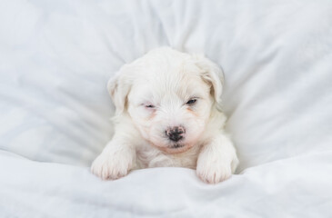 Tiny Bichon Frise puppy sleeps under  white blanket on a bed at home. Top down view