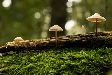 Küchenrückwand glas motiv mushrooms on a tree © twanwiermans