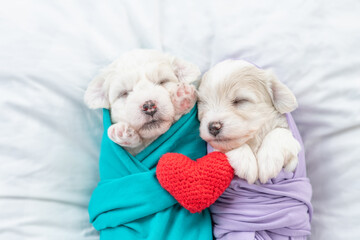 Two tiny Bichon Frise puppies wrapped like a babies sleep on a bed at home with red heart. Top down view