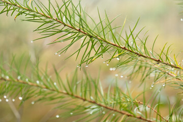 close up of pine needles with drops water