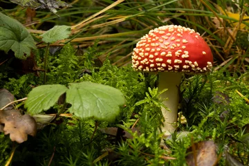 Fototapeten fly mushroom © twanwiermans