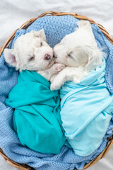 Two tiny Bichon Frise puppies wrapped like a babies sleep inside basket at home. Top down view