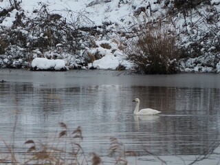 冬景色　白鳥
