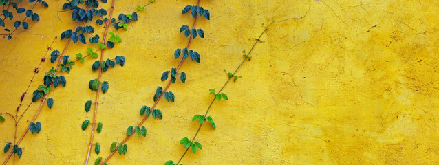 Yellow wall with plant growing 