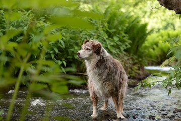 Fototapeta premium Spaziergang am Bach, schöner Hütehund am sommerlichen Bachufer mit Farnen