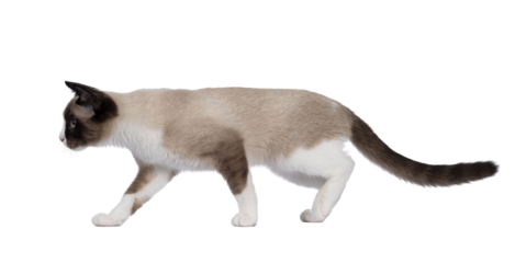 Adorable young Snowshoe cat kitten, walking side ways. Looking straight ahead away from camera with the typical blue eyes. Isolated cutout on a transparent background.