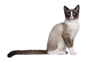 Adorable young Snowshoe cat kitten, sitting up straight side ways. Looking towards camera with the typical blue eyes. Tail stretched behind body. Isolated cutout on a transparent background.