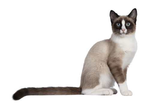 Adorable young Snowshoe cat kitten, sitting up straight side ways. Looking towards camera with the typical blue eyes. Tail stretched behind body. Isolated cutout on a transparent background.