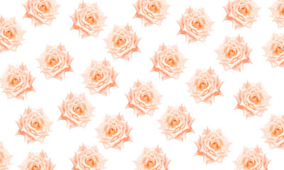 cream colored roses pattern spring nature background