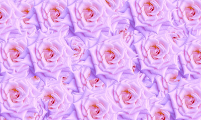 purple  colored roses pattern spring nature background