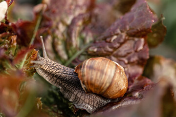garden snail close up on a leaf. Helix pomatia also Roman snail, burgundy snail, edible snail or escargot