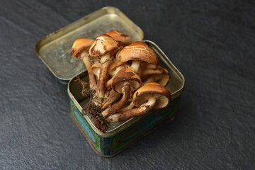 Soft selective focus- mushrooms background. DOF- small depth of field