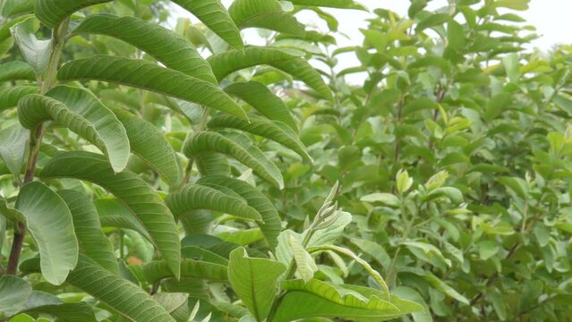 Guava leaf buds, one of the natural remedies for abdominal pain without side effects by chewing directly. 
