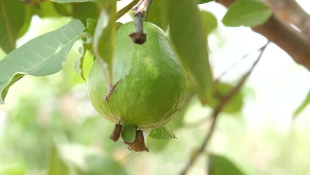 Close up shot of Guava fruit hanging on tree. Guava fruits in a tree. 
