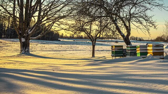 Time lapse of man made beehive or bee hive nest on a snowy outdoors, covere in snow