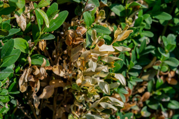 Pests of ornamental plants. Boxwood branches damaged by the boxwood pest moth caterpillar.
