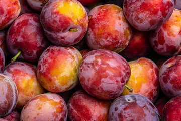 Fresh plum. Red whole plums on a dark background. place for text, top view