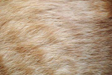 Close up textured detail hair of cat, some people are allergic fur animal.   