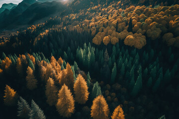 Fototapeta na wymiar Aerial picture of hills covered in a dense forest of green and yellow trees, together with a dark mixture of pine trees, in autumn mountain forests at sunset. Generative AI