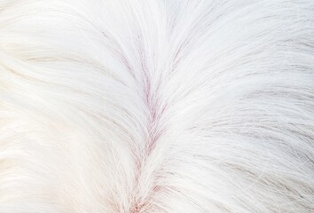 white fur background texture