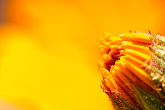flowers in spring from close up with macro lens