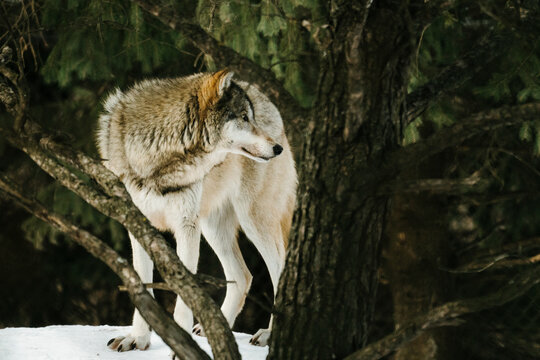 Side view through the trees of a Gray Wolf